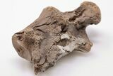 Fossil Mosasaur (Clidastes) Vertebrae - Kansas #197954-1